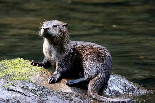 otter river smoky mountains mountain animals otters wildlife great cute cabin national delta park sea tennessee springs hidden pond gatlinburg